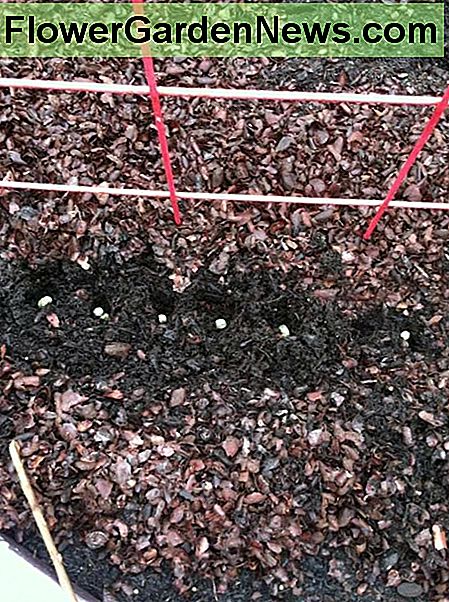 Laat 1 of 2 erwtenzaadjes in elk plantgat vallen. Drop 1 or 2 pea seeds into each planting hole.