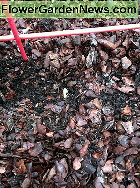 Zodra de zaden ontkiemen en er zaailingen doorheen komen, kunt u meer mulch dichter bij de plant duwen om de zaailing te beschermen en het onkruid laag te houden. Once seeds germinate and seedlings pop through, you can push more mulch closer to the plant to protect the seedling and keep weeds down.