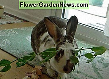 Thumper draagt āāerwtenranken op zijn hoofd voor het eten. Thumper wears pea vine on his head before eating.