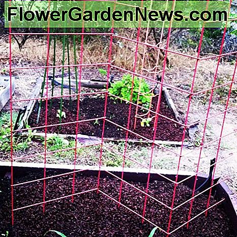 Een stevige erwtenafrastering is leuk om te hebben, vooral als er weinig ruimte is. A sturdy pea fence is nice to have, particularly when space is at a premium.