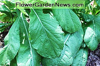 Senfgrüns sind ein einfaches und gesundes Gemüse zum Wachsen. Mustard greens are an easy and health vegetable to grow.