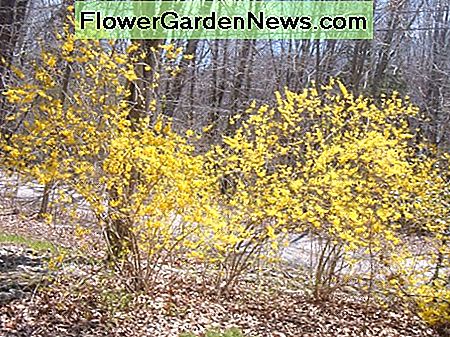 Blühende Forsythie Flowering Forsythia