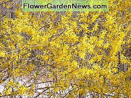 Forsythia Pflanzen in unserem Garten Forsythia Plants In Our Garden