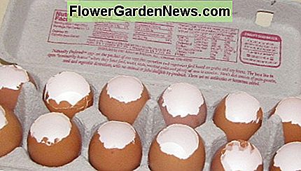 Start de zaadjes in eierschalen en transplanteer schaal en zaailing. De eierschaal levert voeding voor de jonge plant. Start the seeds in eggshells and transplant shell and seedling. The eggshell provides nutrition for the young plant.