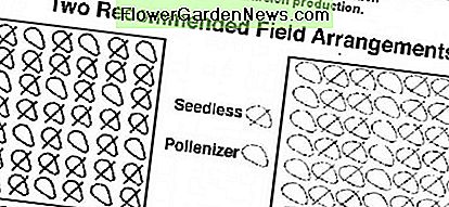 Aanbevolen plantafstand voor de beste bestuiving Recommended plant spacing for best pollination