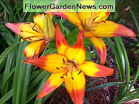 Tweekleurig Aziatisch Bi-color Asiatic