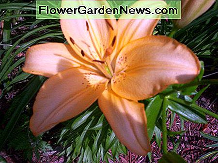 Een Aziatische lelie Ik heb mezelf gehybridiseerd. An Asiatic Lily I hybridized myself.