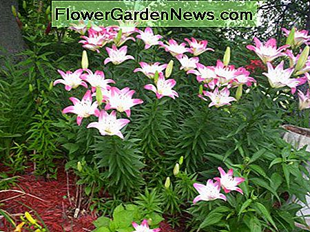 Dit is de lolly van Lollipop. Het is er een die bijna ieders favoriet is. This is the Lollipop lily. It is one that is almost everyone's favorite.