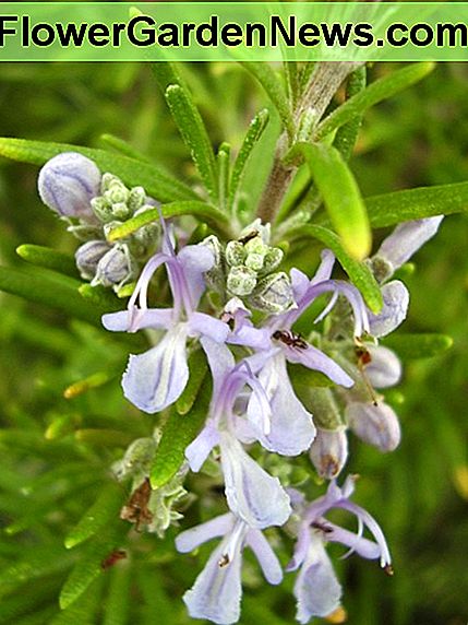 Rozemarijn is erg mooi en goed om rond picknickplaatsen te planten. Rosemary is very pretty and good to plant around picnic areas.