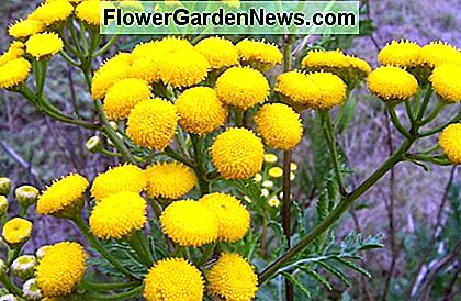 Deze nemen veel ruimte in een tuin in en zijn schadelijk voor dieren, hoewel ze een groot aantal wezens afstoten. These take up lots of room in a garden and harmful to animals, although repel a large amount of creatures.
