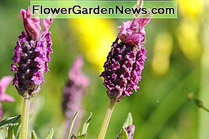 Prachtige toevoeging aan uw tuin. Gorgeous addition to your garden.