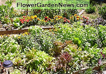 Laat je tuin fris en groen zijn zonder vervelende bugs met deze bepaalde trucjes. Have your garden be fresh and green without pesky bugs with these certain tricks.