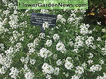 'Snow Princess' น่ารักที่ Chicago Botanic Gardens 'Snow Princess' sweet alyssum at the Chicago Botanic Gardens.