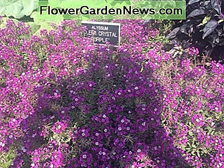 Alyssum 'Clear Crystal Purple' เติบโตที่สวนพฤกษศาสตร์ Boerner ใน Hales Corners, WI Alyssum 'Clear Crystal Purple' growing at the Boerner Botanical Gardens in Hales Corners, WI.