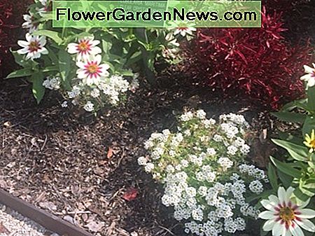 Alyssum Alyssum