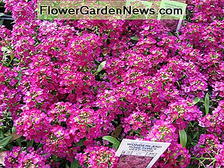 Sweet Alyssum 'Deep Rose' Sweet Alyssum 'Deep Rose'.