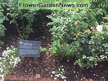 หวานอลิสันเติบโตขึ้นหน้าดอกกุหลาบชาที่สวนพฤกษศาสตร์ชิคาโก Sweet Alison growing in front of tea roses at the Chicago Botanic Gardens.