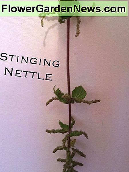 Tai iš tikrųjų yra romėnų dubuo This is actually a Roman Nettle