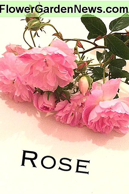 Rožės Roses