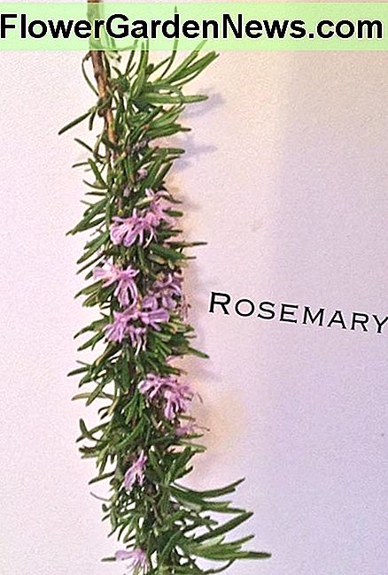 Gėlių rožemario gėlė. Sprig of Rosemary in flower.