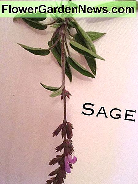 Gėlių gedulių grybaukas Sprig of sage showing flowers