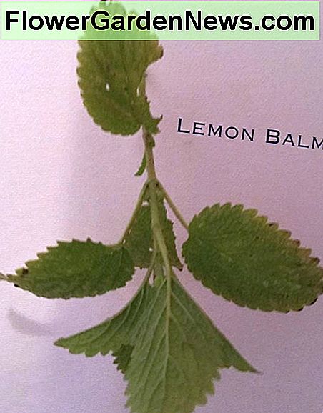 Melissa officinalis Melissa officinalis