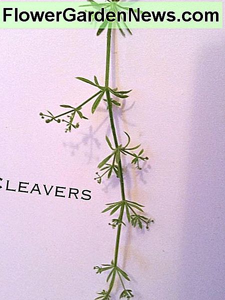 Goosegrass Goosegrass