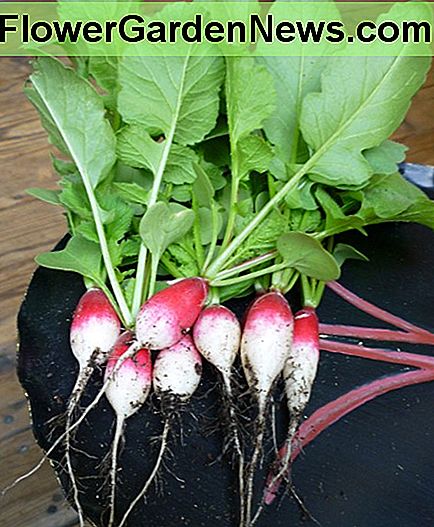 พวงของอาหารเช้าแบบฝรั่งเศสขนาดเล็กที่ปลูกในภาชนะบรรจุ 2013 A small bunch of French Breakfast radishes grown in containers 2013.