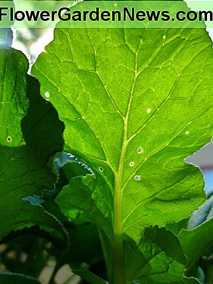 ใบหัวไชเท้ามีความเสียหายน้อยกว่าด้วงหมัด Radish leaves exhibiting minor flea beetle damage.