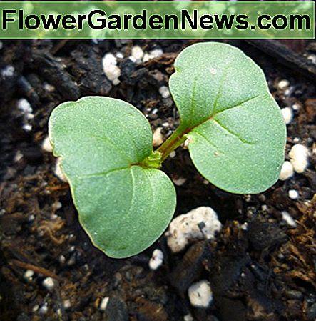 หัวไชเท้าผักโขมฝรั่งเศส French Breakfast radish seedling.