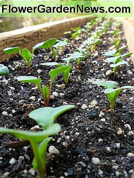 ต้นผักกาดหัวไชเท้าฝรั่งเศส ~ 1 สัปดาห์ French Breakfast radish seedlings. ~1 week old.