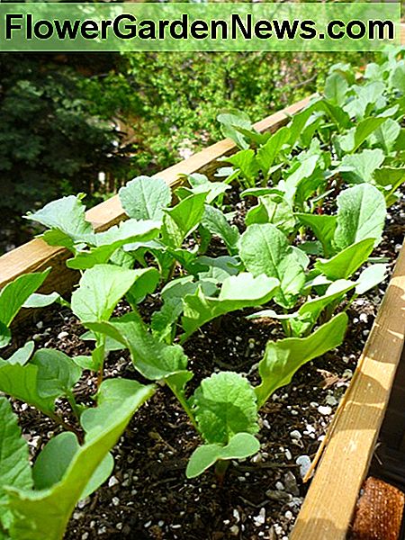 หัวไชเท้าเหมือนกันตอนนี้สองสัปดาห์ Same radishes now two weeks old.