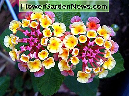 Eine Sorte von Lantana, die ich liebe One variety of lantana that I love