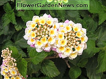 Lantana, heller gefärbt Lantana, lighter colored
