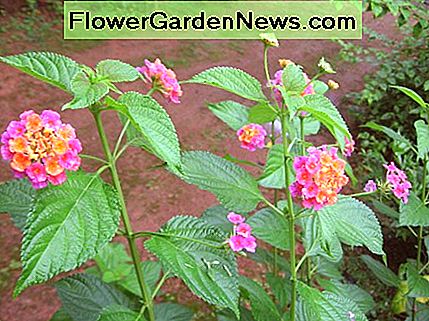 Schöne Lantana Blumen. Foto in der Öffentlichkeit. Beautiful lantana flowers. Photo in public domain.