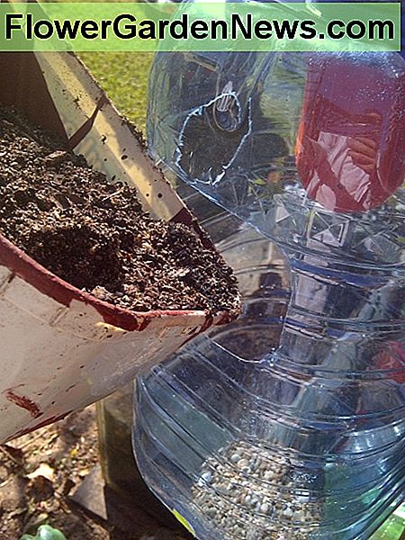 Užpildykite savo talpyklas su užpildo dirvožemiu. Ar pamatai žvyrą apačioje? Tai padės su drenažu. Filling up your containers with potting soil. Can you see the gravel at the bottom? It will help with drainage.