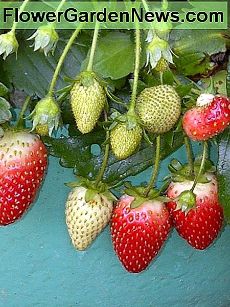 Originalus braškių augalas. Original strawberry plant.