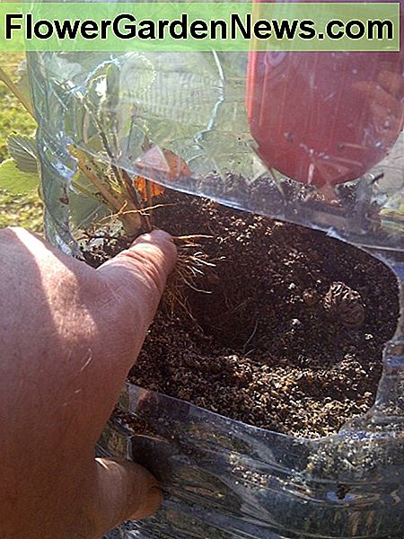 Padėkite mažą skylę pirštu ir padėkite augalą viduje, taip, kad šaknys būtų kuo gilesnės. Make a little hole with your finger and place the plant inside the hole, with the roots as deep as possible.