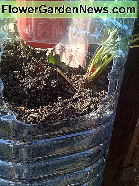 Užpildykite šaknis su papildomu puvimo dirvožemiu per didesnę skylę. Fill up the roots with extra potting soil through the bigger hole.