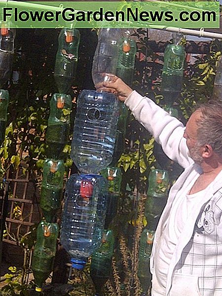 Louis Fourie sode 2013 m. Birželio mėn. Laikomas braškių ūkis. Fono buteliai yra iš ankstesnio kabančio sodo. Louis Fourie in the garden June 2013 holding up the strawberry farm. The bottles in the background are from the previous hanging garden.