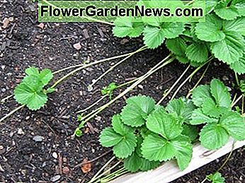 Braškių augalas Strawberry plant