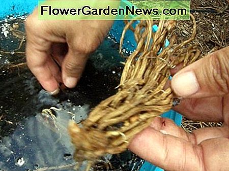 Suavemente separe las coronas y prepárelas para la siembra. Gently separate the crowns, and prepare them for planting.