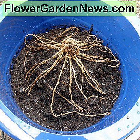Coloque sus coronas para que sus raíces se extiendan en un estallido solar. Place your crowns so that their roots are spread into a sunburst.