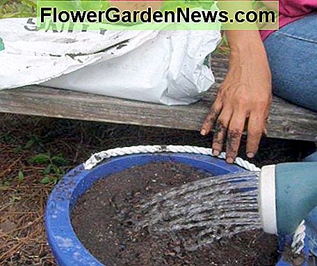 Riégalo bien y mantén la tierra húmeda pero no mojada. Water it thoroughly and keep the soil moist but not wet.