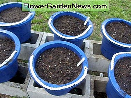 Coloco los contenedores encima de los bloques para ayudar con el drenaje y prevenir la pudrición de la raíz. I place the containers on top of blocks to assist with drainage, and prevent root rot.