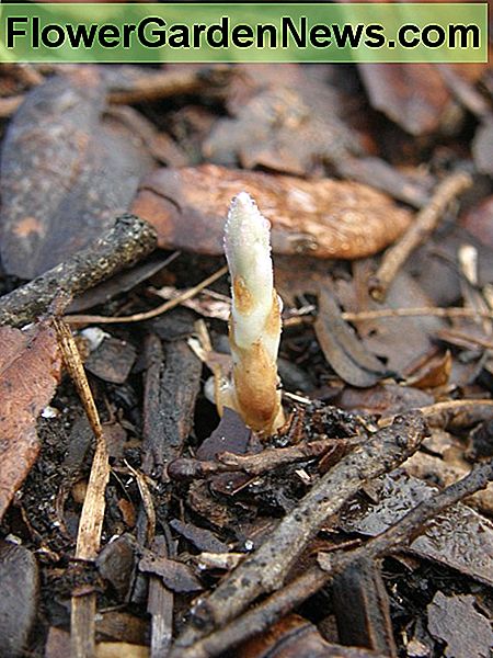 Luego de unos pocos días, comenzaron a aparecer nuevos brotes. After just a few days, new shoots started to appear.