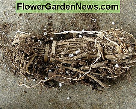 Cuando abras el paquete de coronas de espárrago, se verán muy secas. Tenga cuidado de no dañar las coronas antes de plantar. When you open the package of Asparagus crowns, they will look very dry. Be careful not to damage the crowns before planting.
