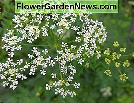 Gif Hemlock bloem. Merk op dat het meer open is dan Queen Anne's Lace en geen paarse bloem in het midden heeft. Poison Hemlock flower. Note that it is more open than Queen Anne's Lace and has no purple flower in the center.