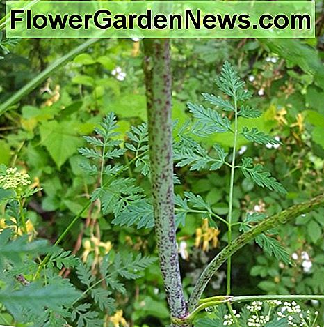 Gif Hemlock stengel. Zoek altijd naar de paarse vlekken. Poison Hemlock stem. Always look for the purple splotches.