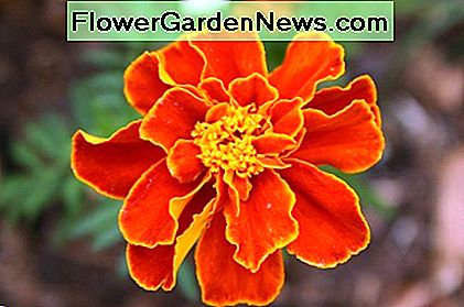 Einzelne Ringelblumen-Blume Single Marigold Flower